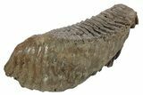 Fossil Woolly Mammoth Molar - Siberia #235039-3